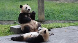 China: Giant Pandas Eat Food at Chongqing Zoo