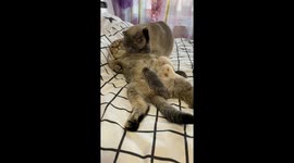 Family of Loving cats