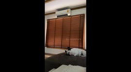 French Bulldog sleeps through earthquake shaking buildings in Thailand