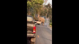 Hungry elephant grabs durian from the back of pickup truck
