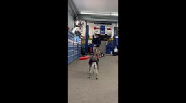 Trick Pitch Home Run For Canine Batter