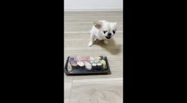 Puppy Protects Sushi