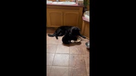 Void Cat and Void Dog Share Dinner