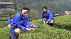 China: Spring Tea