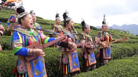 China: Dong Ethnic Women Perform Chorus at Wujiatai Tea Plantation