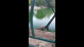 Beating the Heat: This Street Dog Knows the Best Spot!