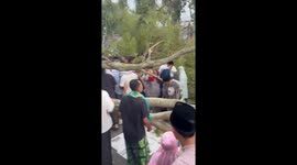 3 dead and 16 injured by falling tree while preparing for Eid prayers in Indonesia.