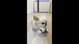 Puppy Is Protective Of Soccer Ball