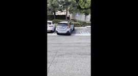 Bees Swarm On Parked Car