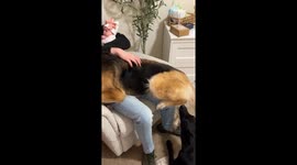 German Shepherd Cuddles On Dad's Lap