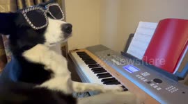 Dog Pianist Plays New Composition