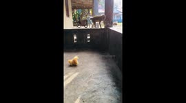 Long-tailed Macaque Confounded By Toy Dog