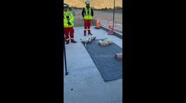 Dog Offers Itself As CPR Dummy