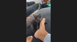 Kitten Dramatically Tumbles Away From Gentle Tap
