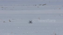3 Coyotes Attack Mule Deer in Yellowstone National Park