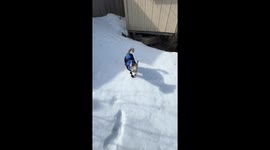 Miniature Schnauzer Slips and Slides in New Boots