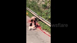 China: French Bulldog Chasing Firecrackers
