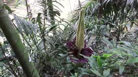 THE CORPSE FLOWER (AMORPHAPHALLUS TITANUM) IS BEGINNING TO BLOOM