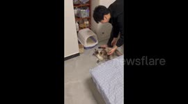 China: Cat’s Forward Roll