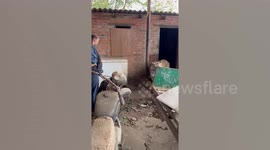 Villager kept tigress chained up to shed as guard dog