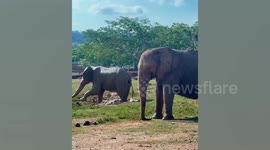 Pablo Escobar's famous pet elephant Rania dies aged 70