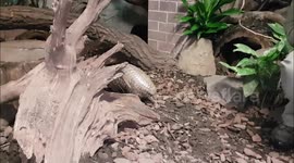 Endangered pangolins join Vienna Zoo in Austria