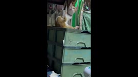 Cat freezes mid-grooming while staring at something in Valenzuela, Philippines