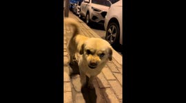Dog approaches owner with an angry yet happy expression in Shandong, China