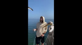 Man tries to feed pelicans in Namibia but they aggressively compete for the fish