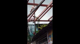 Cat walks along roof beams to steal dried fish