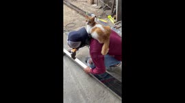 Cat sits on builder's shoulders as he cuts metal