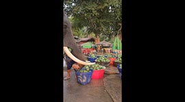 Helpful elephant carries baskets of fruit home from market