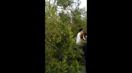 Three killed when tree topples onto Eid worshippers in Indonesia