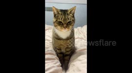 China:  The Cat Wiggling Its Butt