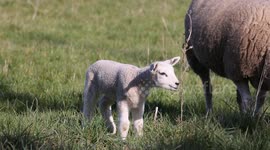 New born lambs enjoying the sunshine in Wiltshire