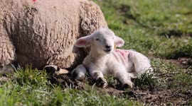 New born lambs enjoying the sunshine in Wiltshire