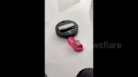 Vacuum robot with mechanical arm picks up slipper and moves it correct place