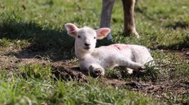 New born lambs enjoying the sunshine in Wiltshire