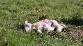 New born lambs enjoying the sunshine in Wiltshire