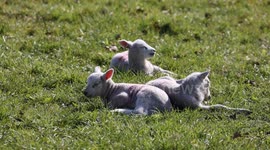 New born lambs enjoying the sunshine in Wiltshire