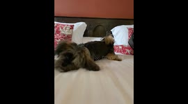 Mischievous dog rolling around on a squeaky toy in a nice hotel bed