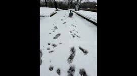 Little dog enjoying running in the snow during a snow day - extreme weather, funny dog