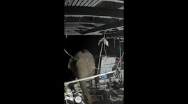 Hungry wild elephant visits house for a late-night snack