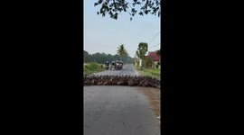 Duck army waddles across road and blocks traffic to reach farm