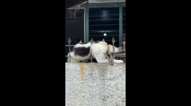 Pet cat sleeps in awkward position between railing spikes