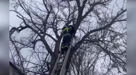 Russian firemen save boy stuck in tree in Crimea
