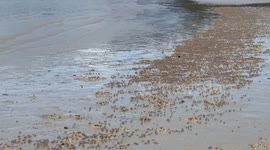 Thousands of crabs scurry along beach as tide goes out