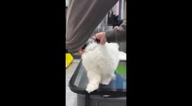 Cat with black stocking on its head looks oddly terrifying
