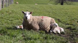 New born lambs enjoying the sunshine in Wiltshire