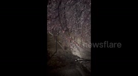 Canada: Tree braches covered in ice after severe ice storm in Simcoe County